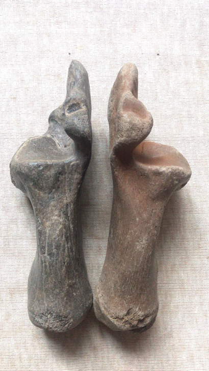 上万年的完整大型动物骨头化石，