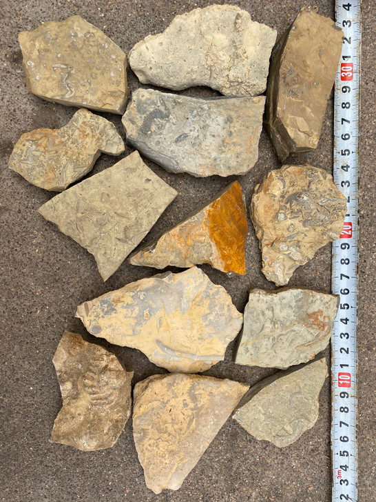 化石，三叶虫化石燕子石蝙蝠石！一块！