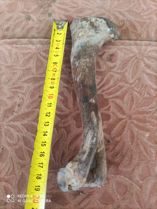 老物件，不是化石，玉化，观赏品，文玩