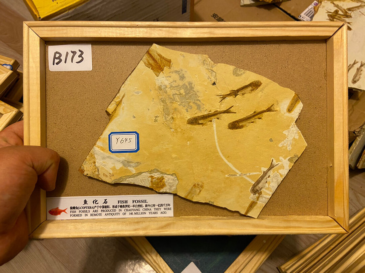 狼鳍鱼化石实木装裱科普标本鱼化石群鱼化石狼...