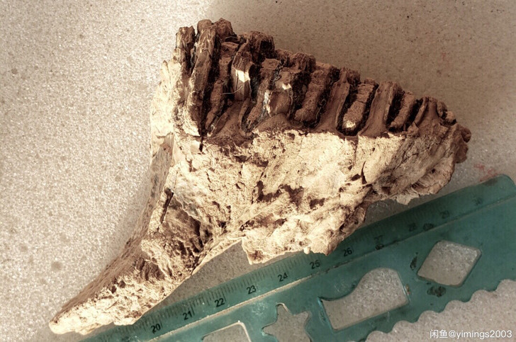 五十元的化石 要哪个告诉我