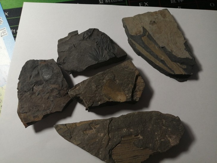 华北地区晚古生代植物化石