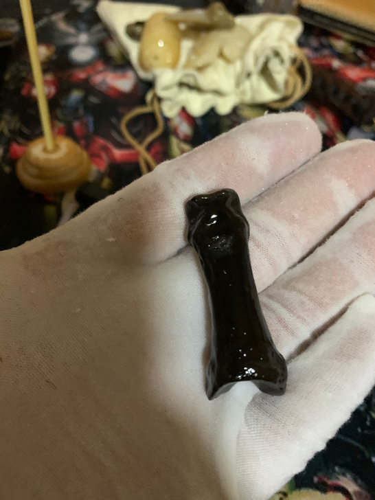 猫科动物指骨化石