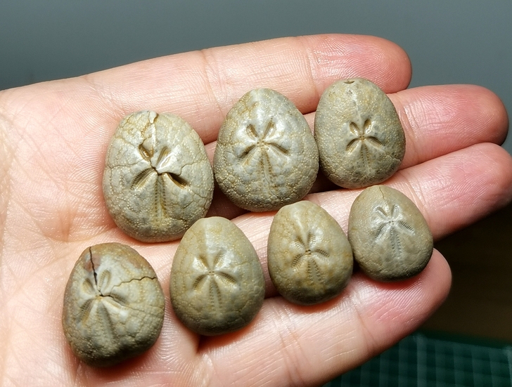 海胆化石三组，一组7枚，尺寸1.5-2.5...