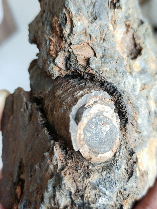 奇石~（化石）~自己山上捡的化石，纹理特别...