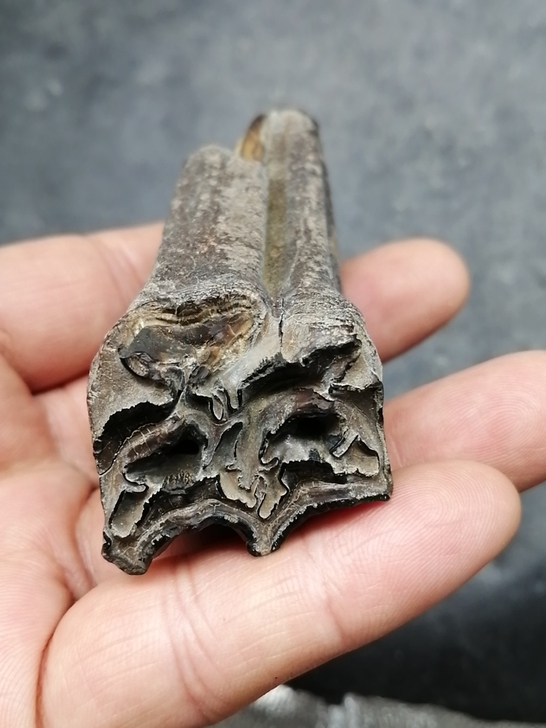 奇石~(老化石牙) 自己捡的,化石,不清...