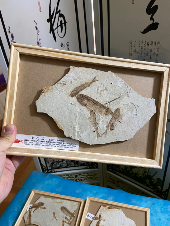 鱼化石 小群鱼图化石 狼鳍鱼化石 科普标本...