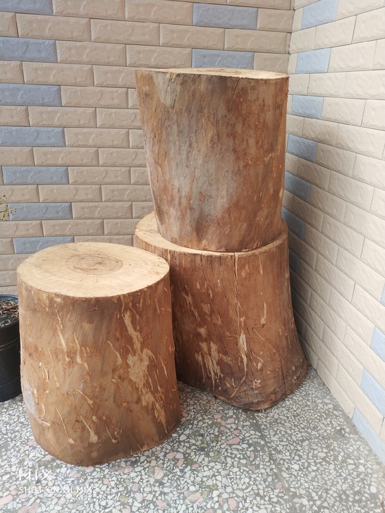 闲置香樟木树墩,本来想客厅用的,大太了放不...