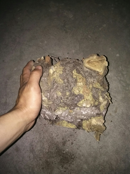 麻梨疙瘩去年冬天挖的，地下室放着的，没干透...