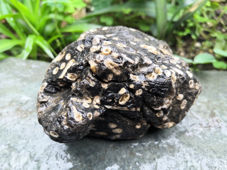化石 感觉像某种长条胶囊装贝壳类古生物