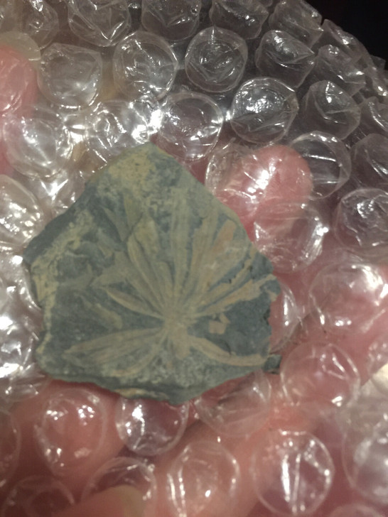 轮叶化石 植物化石 包邮