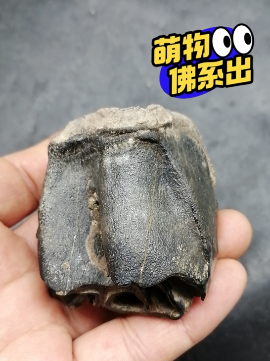奇石～（老化石牙）  自己捡的，化石，不清...