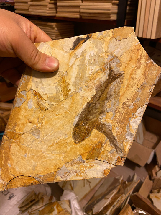 辽西古生物化石标本狼鳍鱼化石鱼化石群鱼化石...