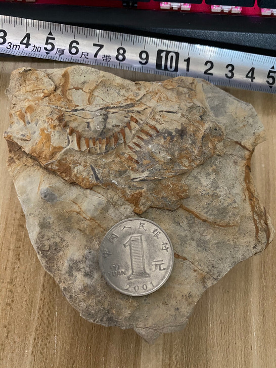 三叶虫化石，燕子石蝙蝠石