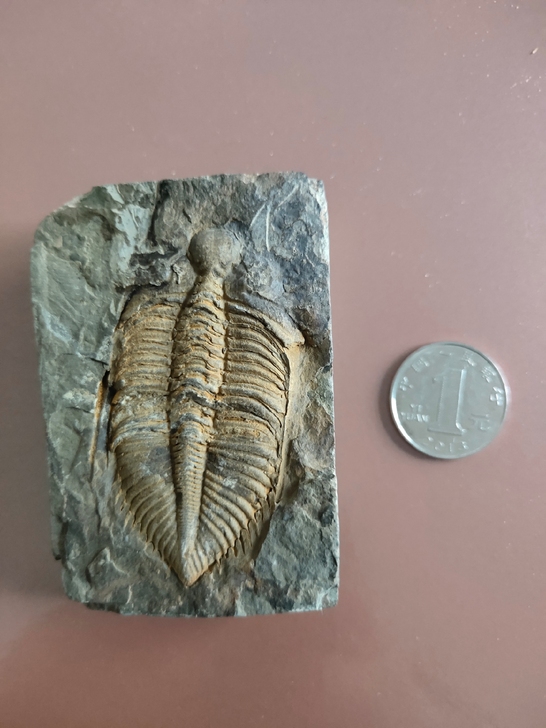 精品化石  不议价