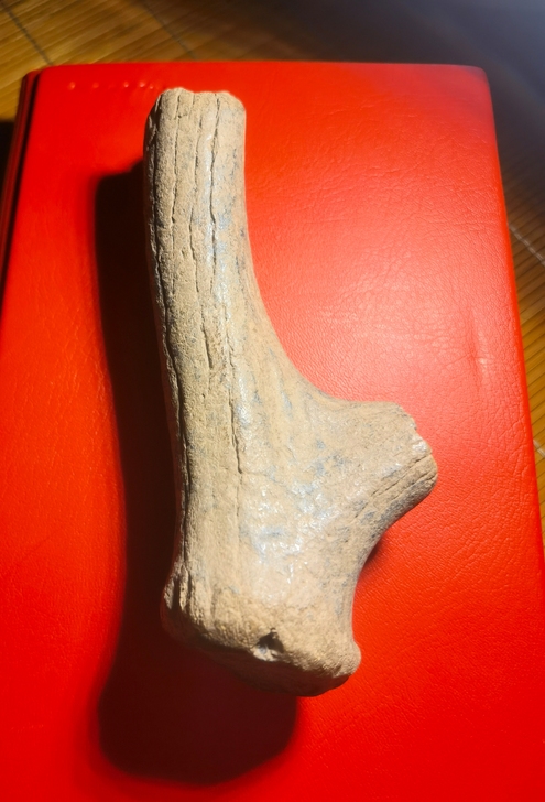 名称：老鹿角化石