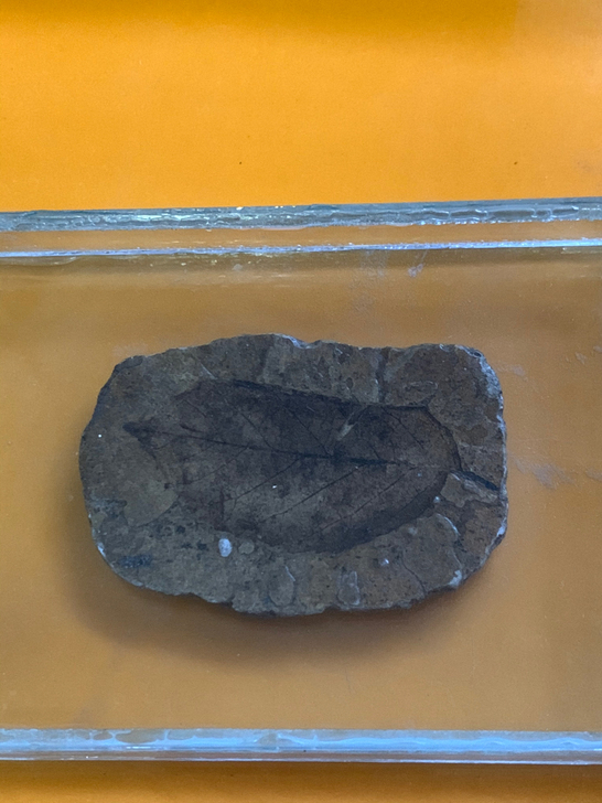 古生物化石，叶子叶脉清晰可见。带包装锦盒