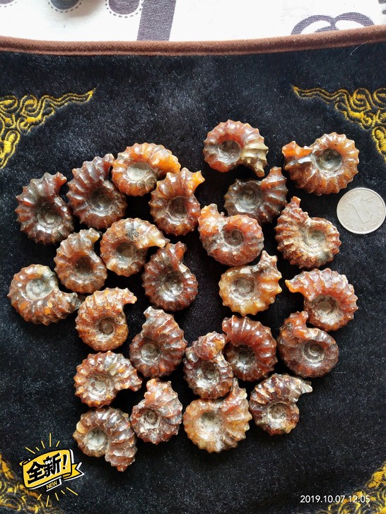菊石化石  风水螺 羊角螺 窦唯雷菊石摆件