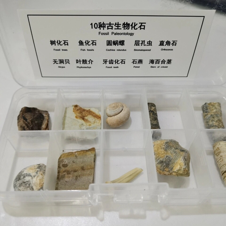 10种古生物化石 生物地理标本 收藏品 科...