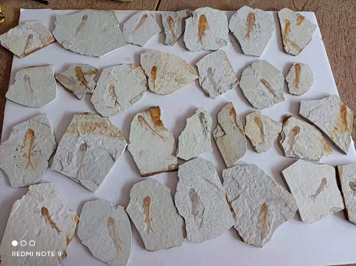 凌源小城子狼鳍鱼化石
