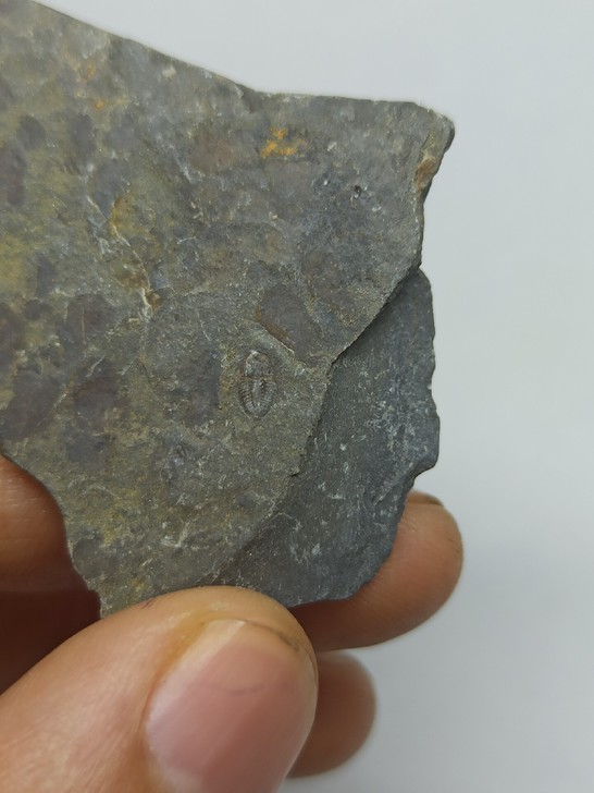 三叶虫 化石 古生物化石