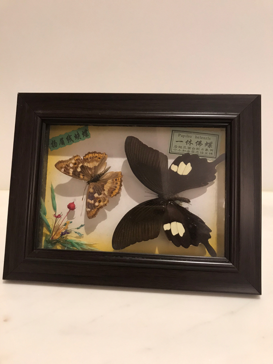 真蝴蝶标本，