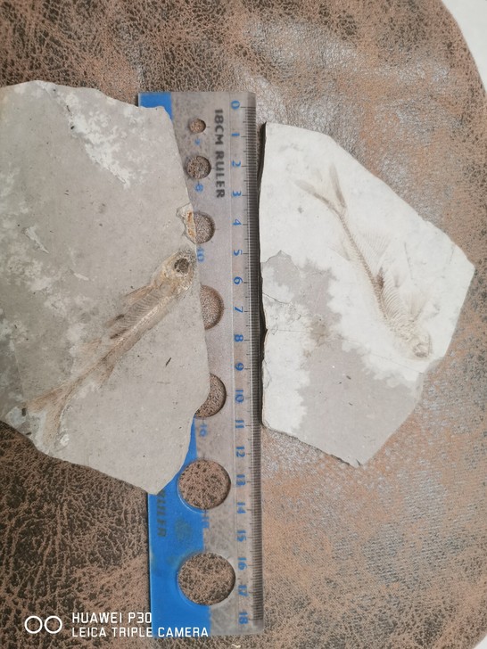 狼鳍鱼化石两片，包老保真！尺寸如图！！让给...