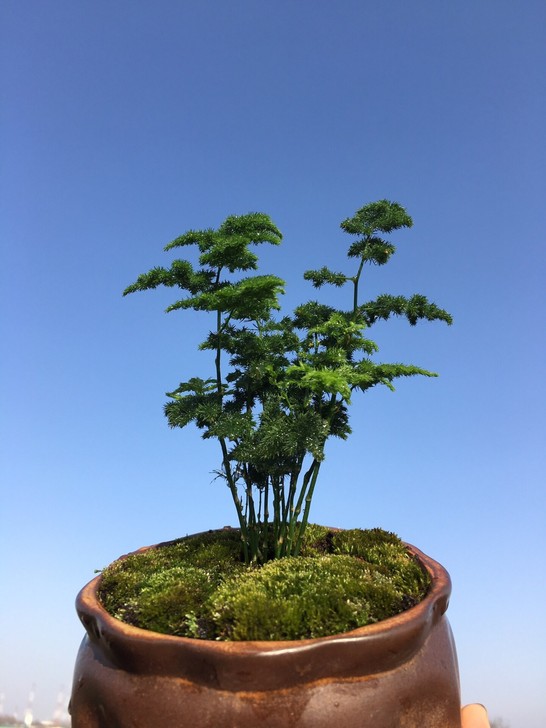 买1送1唐山矮生云竹文竹云松竹假山盆景室内...