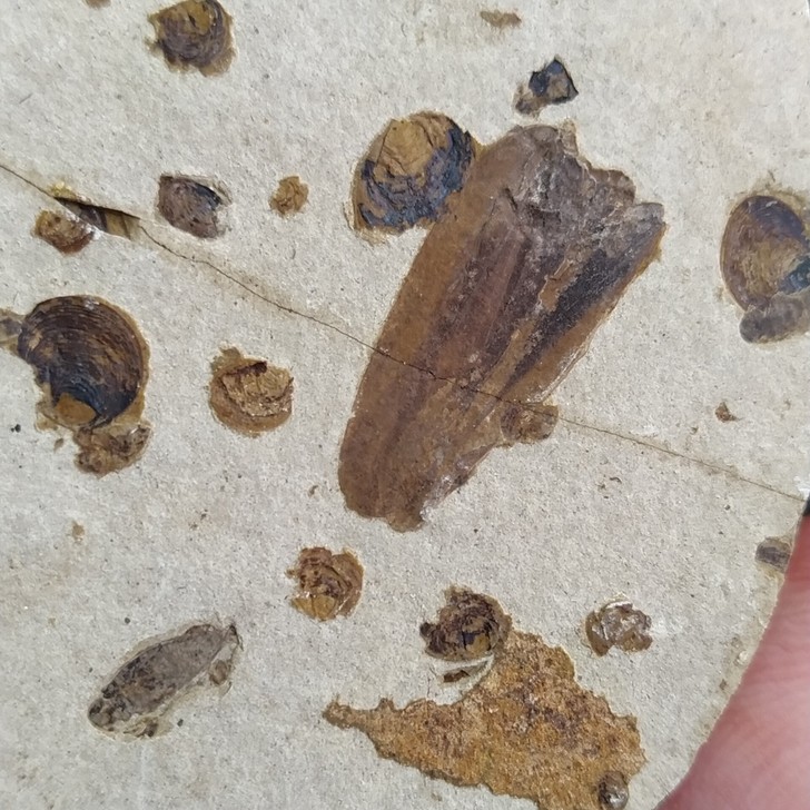 道虎沟对开古蝉化石