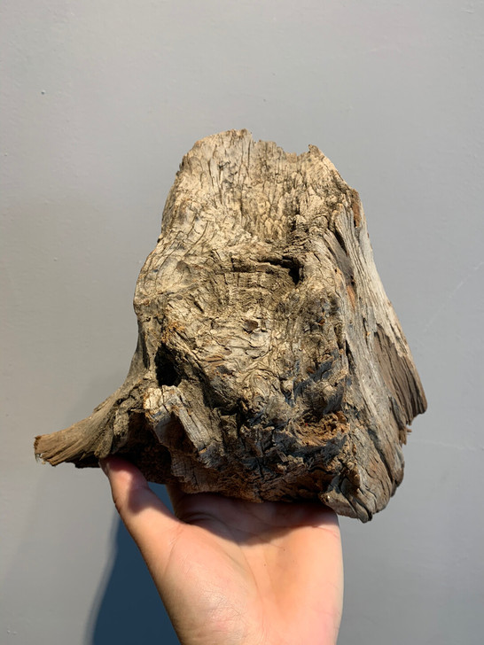 全陈华崖柏 崖柏老茬头 完整意境  2斤