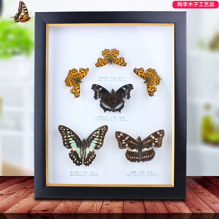 真蝴蝶标本相框22*27cm  工艺品摆件...