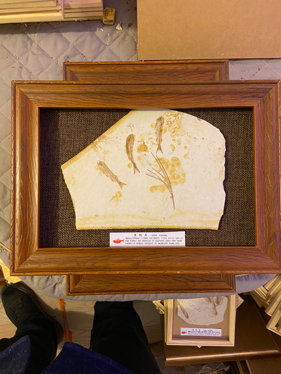 狼鳍鱼化石鱼化石收藏品 科普标本