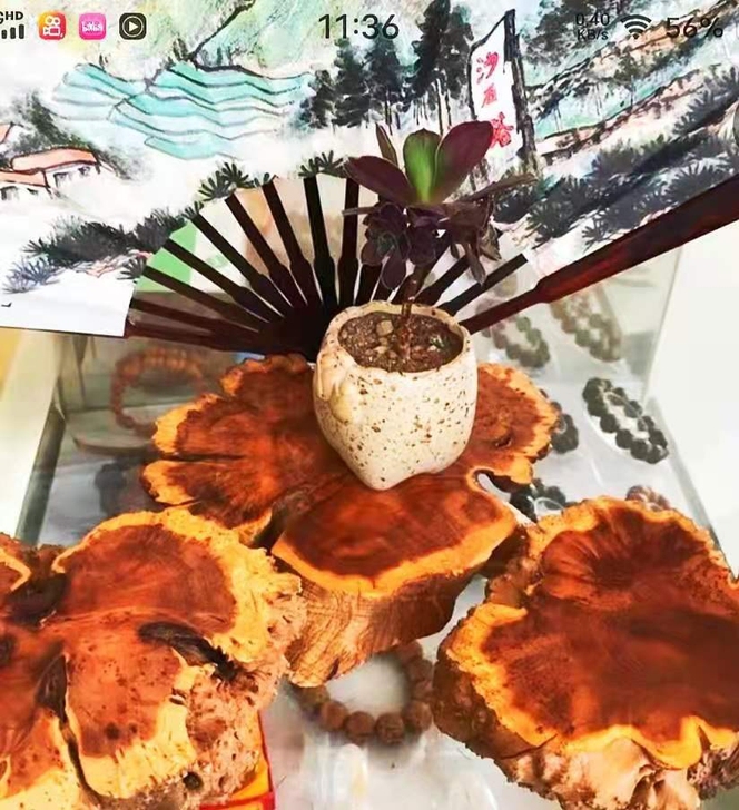 麻梨疙瘩燕山六年老料，质地细腻，硬度高密度...