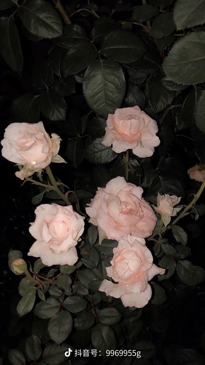 租房子 大概一个月    最多到 8月中旬...