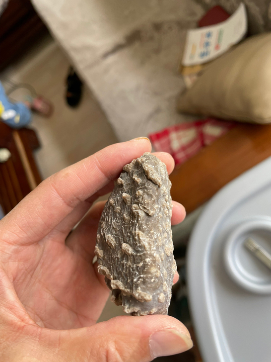 青海格尔木化石
