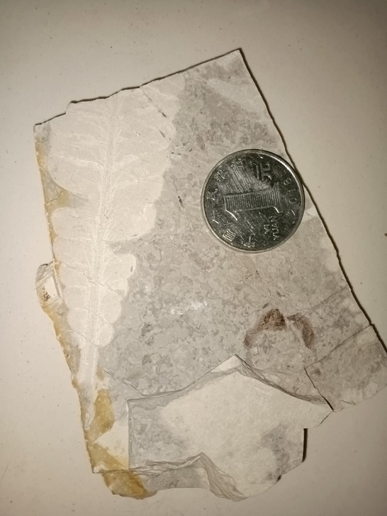 宁城道虎沟植物化石无描化单板6块打包价优惠...