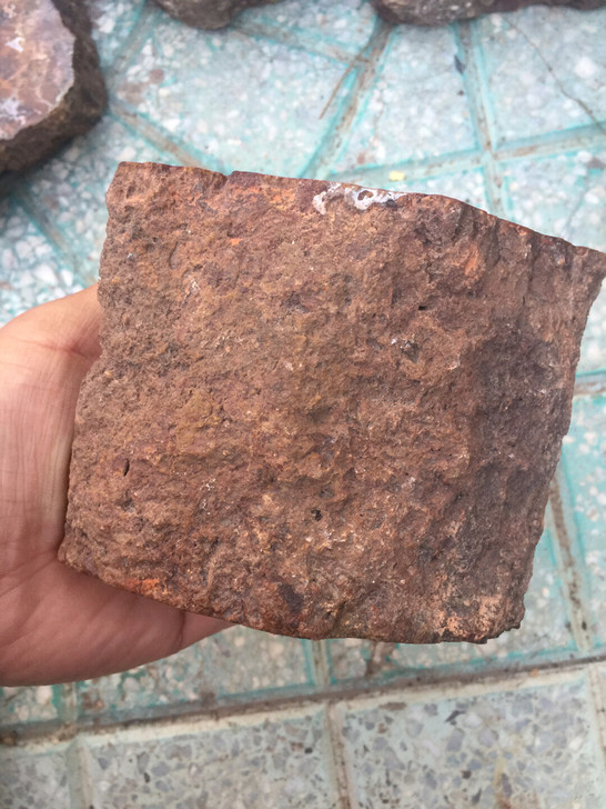 树桩化石一节,双面打磨抛光,实价销售