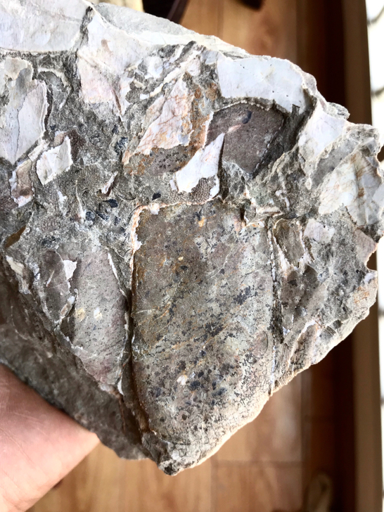 极品沟鳞鱼化石,头甲鱼类,完整饭盒带肋条,...