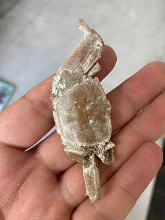 马达加斯加螃蟹化石古生物科普标本摆件 重约...