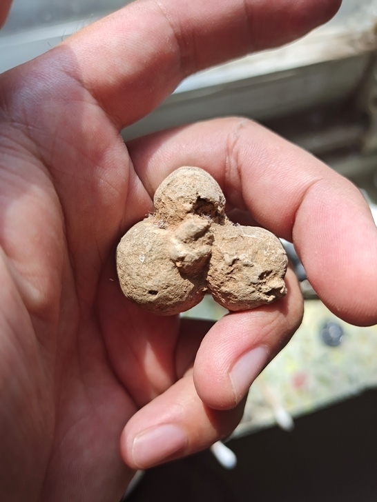 鸟蛋化石  标价总价  喜欢的可以拿回去研...