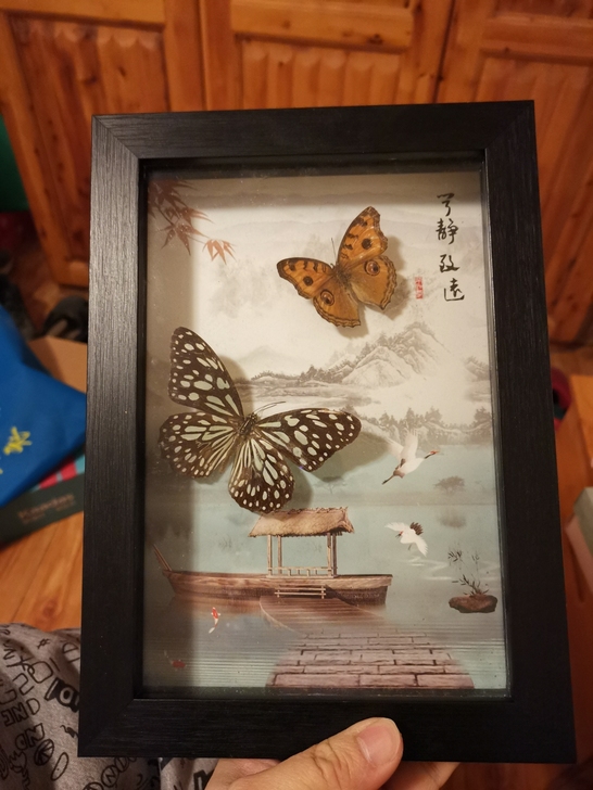 蝴蝶标本，相信我的品味。
