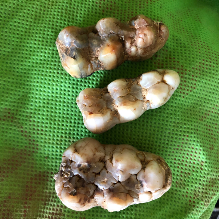 刚出洞穴的古生物牙齿化石，年代久远，已经玉化