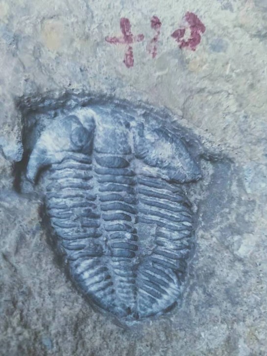 化石上新,隐头虫一只,完整好看!