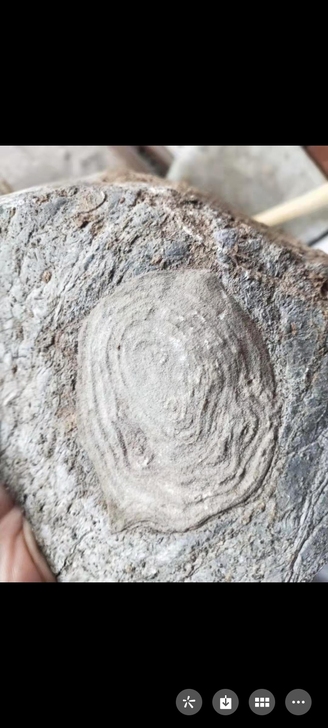 化石一个不知道什么品种