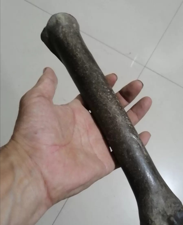 稀有天然骨骨头动物化石#化石#奇石