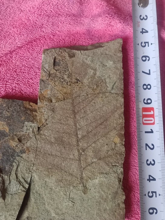 植物化石，低价转让