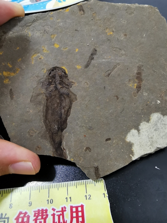 潘氏北票XUN鱼化石加辽宁洞蝦化石，对开，...