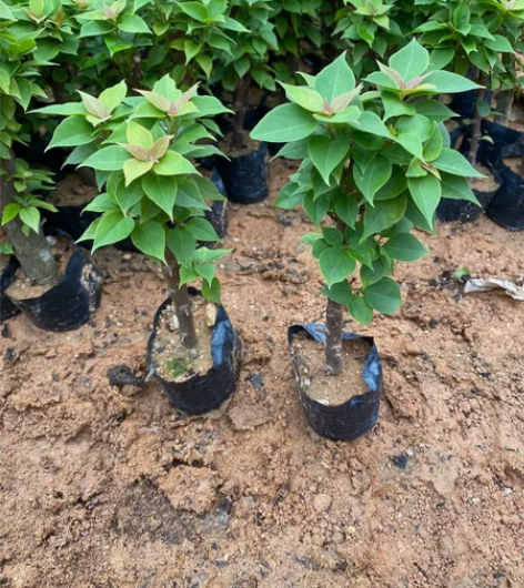 对版包永久，不包活，包收到鲜活     同...