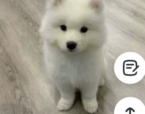 急 急 急 萨摩耶刚买了三天的小狗...