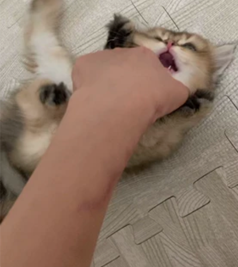 7.28出生的崽崽 都是小公猫，弟弟喜欢啃...